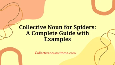 Collective Noun for Spiders: A Complete Guide with Examples