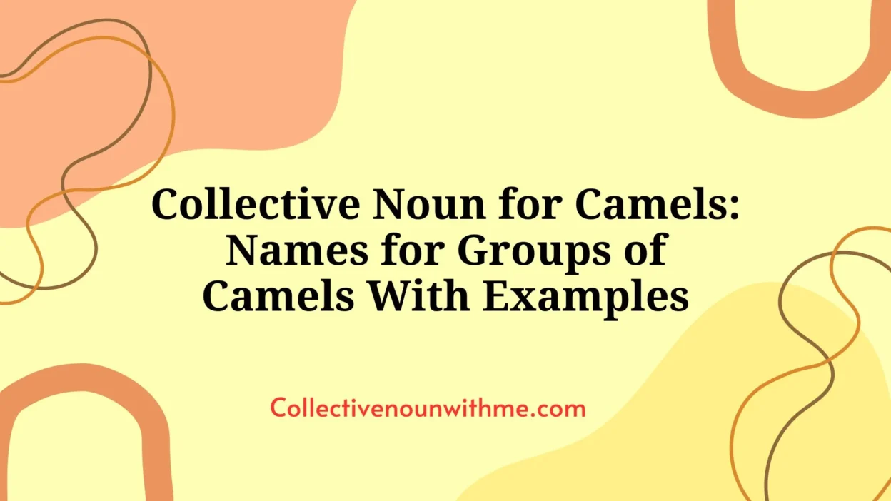 Collective Noun for Camels: Names for Groups of Camels With Examples