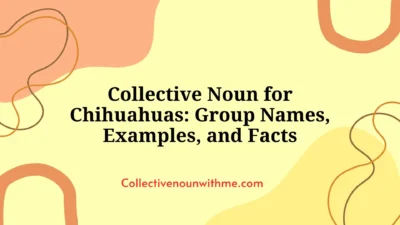 Collective Noun for Chihuahuas: Group Names, Examples, and Facts