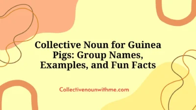 Collective Noun for Guinea Pigs: Group Names, Examples, and Fun Facts