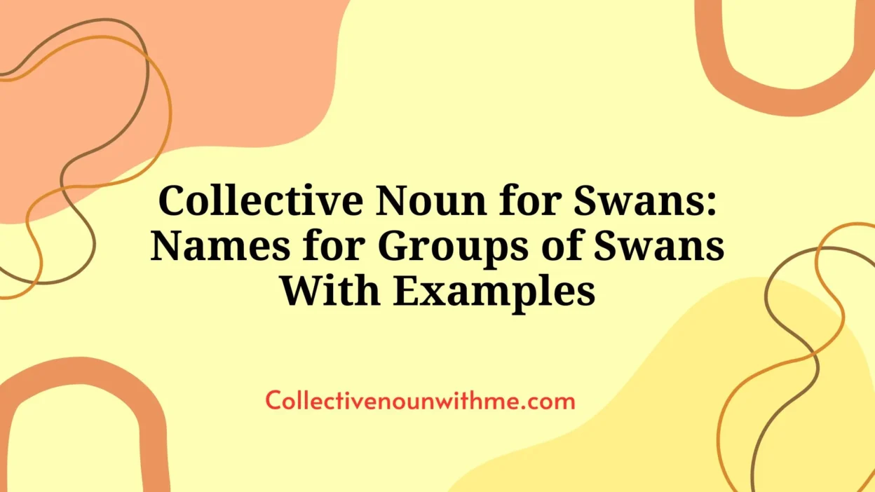 Collective Noun for Swans: Names for Groups of Swans With Examples