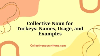 Collective Noun for Turkeys: Names, Usage, and Examples