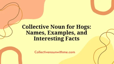 Collective Noun for Hogs: Names, Examples, and Interesting Facts